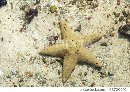 starfish in water sea with sand and little rock starfish in water sea with sand and little rock 68720991