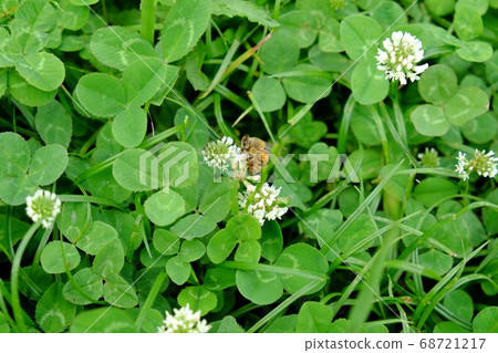 Honey bee eating sideways with clover nectar (sideways) Honey bee eating sideways with clover nectar (sideways) 68721217