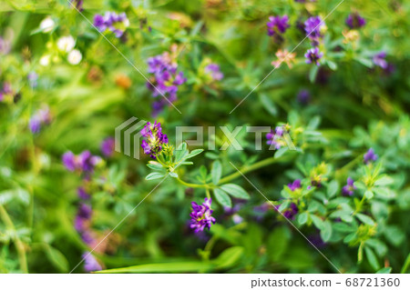 Alfalfa blooms with purple flowers growing animal Alfalfa blooms with purple flowers growing animal 68721360