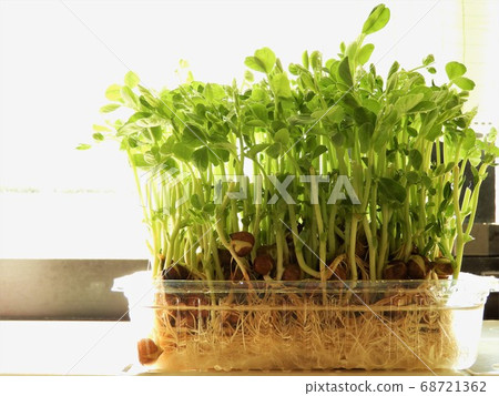 Soybean 1 Soybean 1 68721362