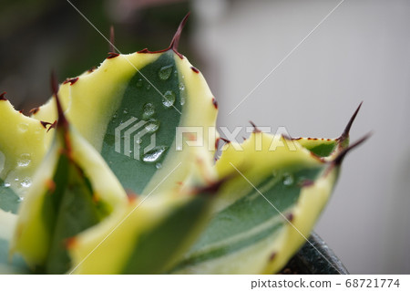 澆水後龍舌蘭超級皇冠 澆水後龍舌蘭超級皇冠 68721774