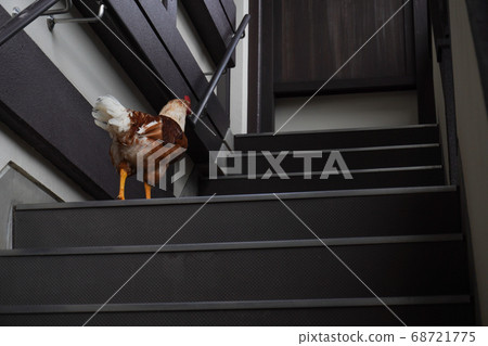 A chicken climbing the stairs A chicken climbing the stairs 68721775