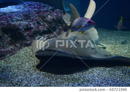 水族館人氣人物：我想去一次 68721996
