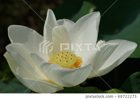 8月調布540蓮花(白蓮花),睡蓮一家,金帶植物園 8月調布540蓮花(白蓮花),睡蓮一家,金帶植物園 68722273