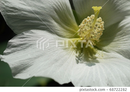 August Chofu 533 Hibiscus Mallow Family Jindai Botanical Park 68722282