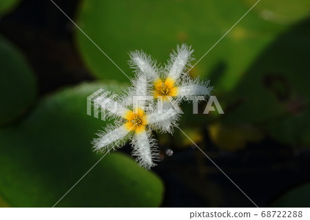 529年8月529日調布529加加巴塔，繡球科，金帶植物園 68722288
