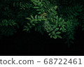 Green tropical leaves with  dark background  68722461
