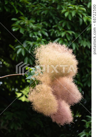 初夏盛開的熏樹花 初夏盛開的熏樹花 68722500