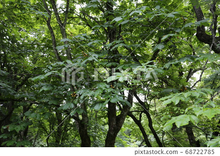 Conker of Togakushi Forest Botanical Garden Conker of Togakushi Forest Botanical Garden 68722785