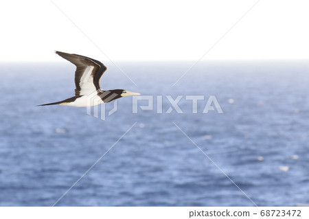 小gas原群島附近的笨蛋 68723472