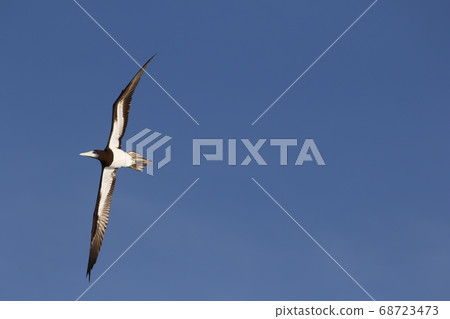 小gas原群島附近的笨蛋 68723473