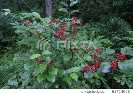 Yabdemari, the red fruit in the mountains Yabdemari, the red fruit in the mountains 68723606