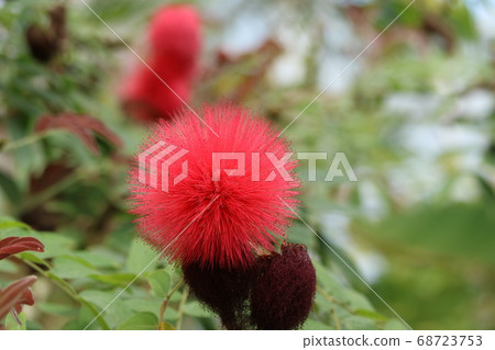 明亮的紅色小pom pom calliandra花 68723753