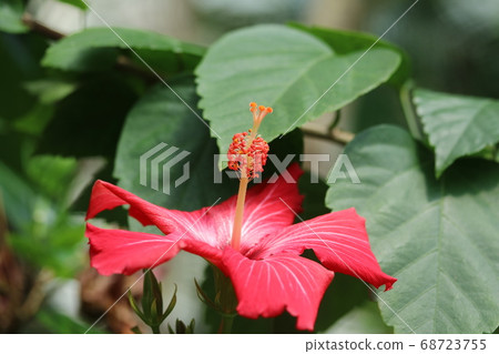 Hibiscus stamens and pistils are beautiful! Hibiscus stamens and pistils are beautiful! 68723755