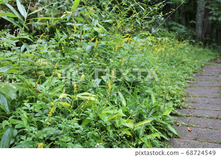 山野的黃色的花 山野的黃色的花 68724549