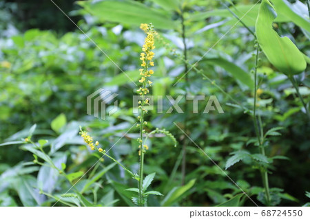 山野的黃色的花 山野的黃色的花 68724550