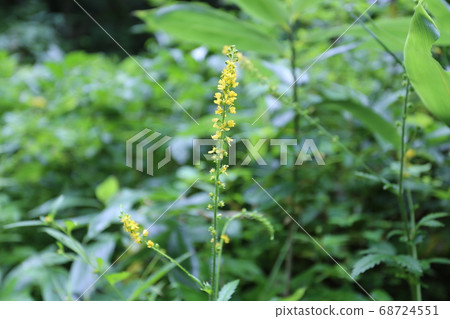 山野的黃色的花 68724551