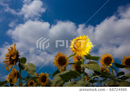 Sunflower 68724980