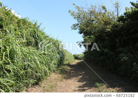 神奈川縣三浦半島南端的鹿島島上的綠色人行道和陰影 神奈川縣三浦半島南端的鹿島島上的綠色人行道和陰影 68725182