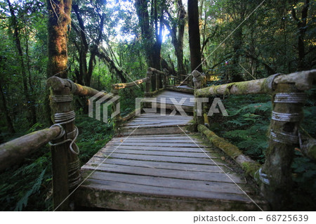 Doi inthanon peak in thailand, the highest mountain and forest in thailand Doi inthanon peak in thailand, the highest mountain and forest in thailand 68725639
