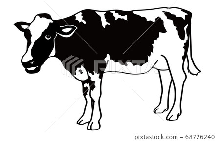 Standing black and white cow seen from the side 68726240