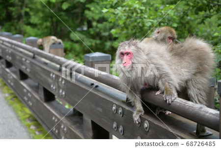 Animal_Parent and child of monkey Animal_Parent and child of monkey 68726485