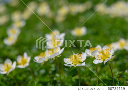 長海山高山植物（Chingulma） 68726539