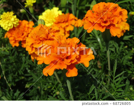 橙色萬壽菊花 橙色萬壽菊花 68726805