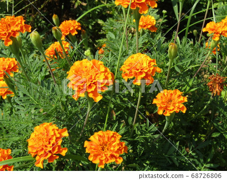 橙色萬壽菊花 橙色萬壽菊花 68726806