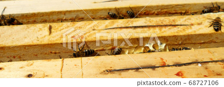 Background hexagon texture, wax honeycomb from a 68727106