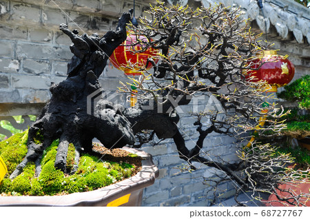 PUTRAJAYA, MALAYSIA -MAY 30, 2018: Bonsai tree display for the public in Royal Floria Putrajaya garden in Putrajaya, Malaysia. Available in various species and shapes, according to the creativity of t PUTRAJAYA, MALAYSIA -MAY 30, 2018: Bonsai tree display for the public in Royal Floria Putrajaya garden in Putrajaya, Malaysia. Available in various species and shapes, according to the creativity of t 68727767