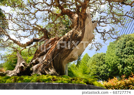 PUTRAJAYA, MALAYSIA -MAY 30, 2018: Bonsai tree display for the public in Royal Floria Putrajaya garden in Putrajaya, Malaysia. Available in various species and shapes, according to the creativity of t PUTRAJAYA, MALAYSIA -MAY 30, 2018: Bonsai tree display for the public in Royal Floria Putrajaya garden in Putrajaya, Malaysia. Available in various species and shapes, according to the creativity of t 68727774