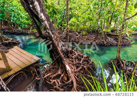 Tropical mangrove green forest clear water Tropical mangrove green forest clear water 68728115
