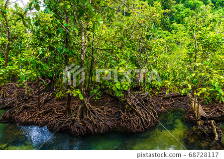 Tropical mangrove green forest clear water 68728117