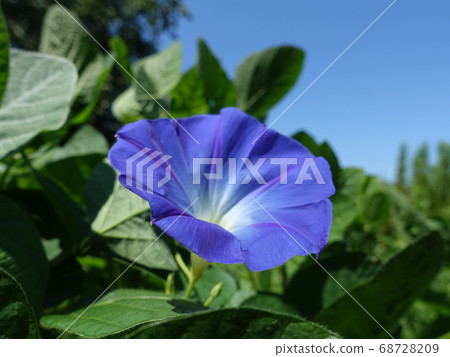 Morning glory morning glory morning glory Morning glory morning glory morning glory 68728209