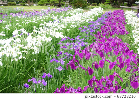 Iryo in full bloom Iryo in full bloom 68728216
