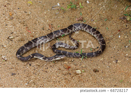 A scene of Saximadala of Iriomote Island eating a frog A scene of Saximadala of Iriomote Island eating a frog 68728217