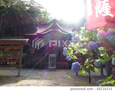 Hydrangea in full bloom Ishio Monjudo 68728231