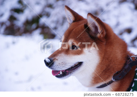 Shiba Inu and Snow 68728275