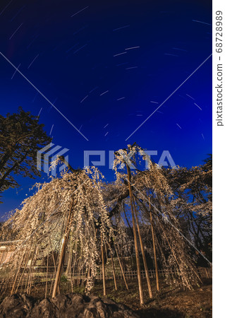 伏姬櫻和北極星 伏姬櫻和北極星 68728989