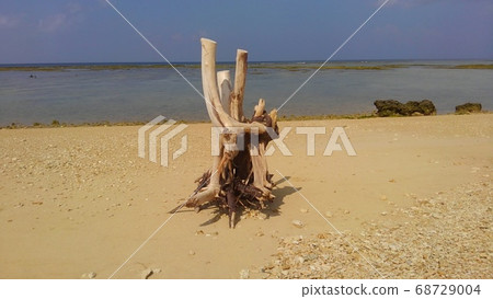 Natural objects on the beach Natural objects on the beach 68729004