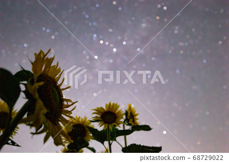閃閃發光的夜空和向日葵 閃閃發光的夜空和向日葵 68729022