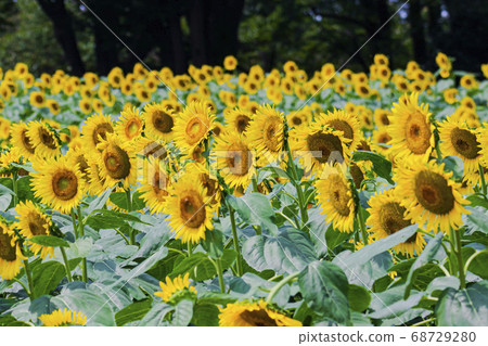 Sunflower summer landscape 68729280