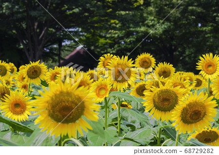 Sunflower summer landscape 68729282