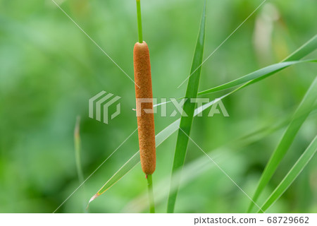 巨大的眼睛的耳朵 巨大的眼睛的耳朵 68729662