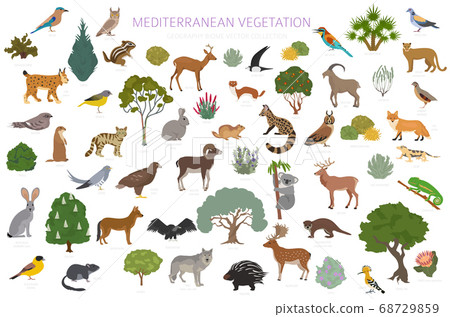 Mediterranean vegetation biome, natural region Mediterranean vegetation biome, natural region 68729859