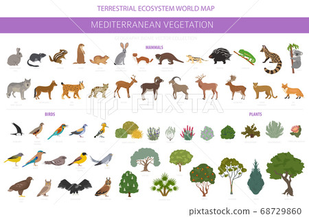 Mediterranean vegetation biome, natural region Mediterranean vegetation biome, natural region 68729860