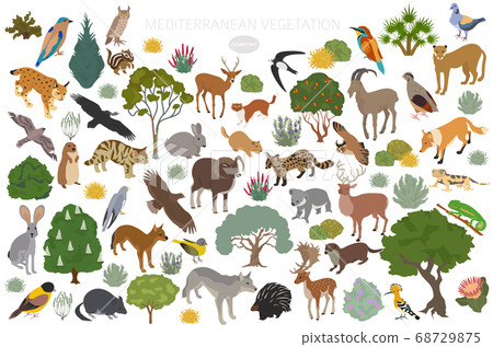 Mediterranean vegetation biome, natural region Mediterranean vegetation biome, natural region 68729875