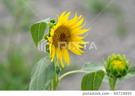 Sunflower flowers and honeybee Sunflower flowers and honeybee 68729895