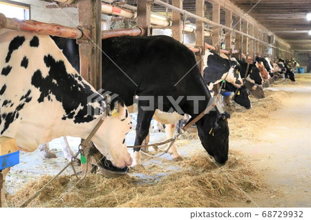 Cow eating food in a barn Cow eating food in a barn 68729932